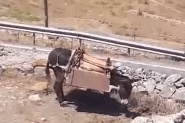 Νέα καταγγελία μετά τη Σαντορίνη: Κακοποιούν γαϊδουράκι στην Αμοργό (βίντεο)